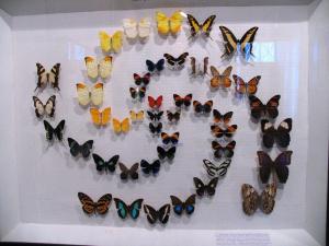 Вариант коллекции бабочек